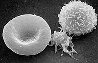 Izgled krvnih ćelija. S leva na desno: eritrocit, trombocit i leukocit